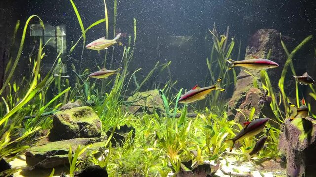 School of Denison barbs swimming in planted freshwater aquarium