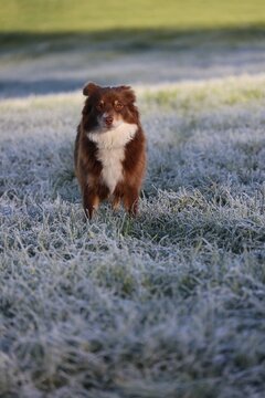 brown and white border collie on frosty grass