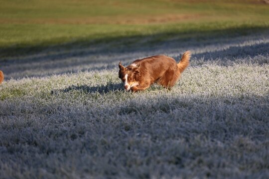 Dog Sniffing Frosty Grass in Field at Morning