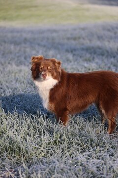 Dog Resting on Frosty Grass Field