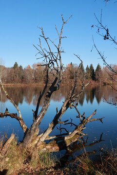 Dead Tree Branches Over Calm Blue Lake in Autumn