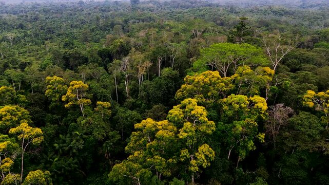 Aerial View of Dense Ecuador Rainforest Canopy with Yellow Flowering Trees, Tropical Biodiversity, Green Forest Texture and Amazon Wilderness
