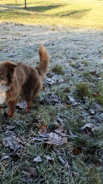 Three dogs standing in the snow