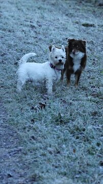 Two dogs are playing in the snow