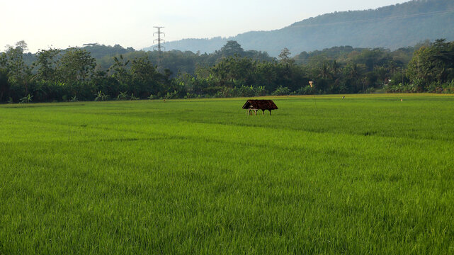 Green Rice Field with Traditional Hut in Ciamis West Java Indonesia - Rural Agricultural Landscape