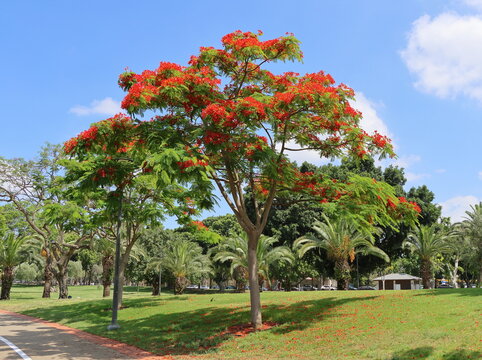 The Royal Poinciana or Flamboyant tree in the park.