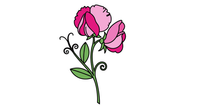 Pink sweet pea flower vine illustration.