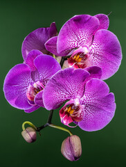 Fototapeta premium Beautiful Purple Phalaenopsis Orchid Flowers Blooming On Green Background