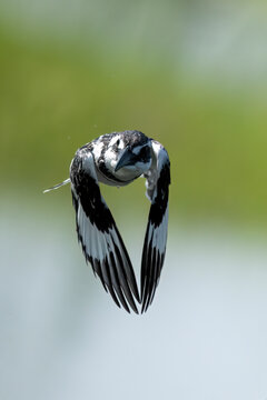 A powerful downward stroke of the wings reveals the pristine underwing feathers of the gliding Pied Kingfisher.