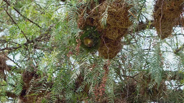 Watch a dedicated weaving bird bring sustenance to its chirping young. The tender feeding occurs inside their masterful nest, suspended among the verdant branches of a towering tree.