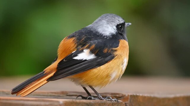 Male Daurian Redstart Perching and Looking Around