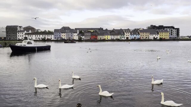 Peaceful waterfront scene at Long Walk and Claddagh in Galway, Ireland with swans, colorful houses and calm River Corrib reflections, cityscape, travel