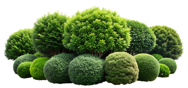  plant topiary plants element isolated on white