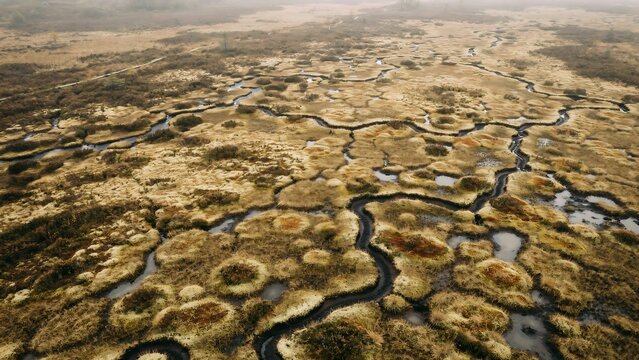 Aerial view of winding rivers and lush wetlands in a sprawling, untouched.
