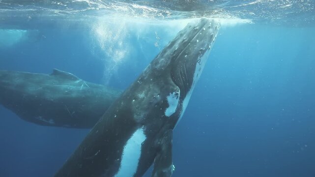 Witness the enchanting movements of humpback whales as they glide gracefully through the Pacific ocean, showcasing their majestic beauty in stunning slow motion.