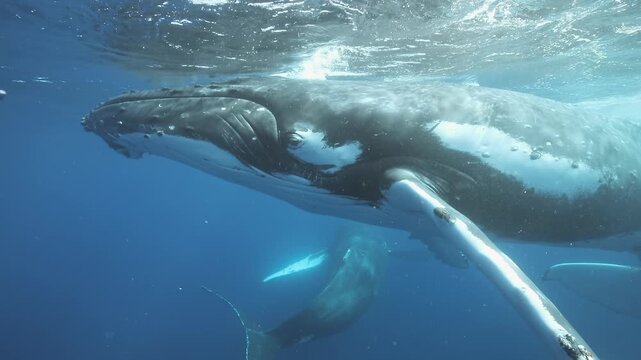 Observe graceful movements of humpback whale swimming effortlessly beneath shimmering surface of Pacific Ocean. This breathtaking display captures beauty of marine life in slow motion.