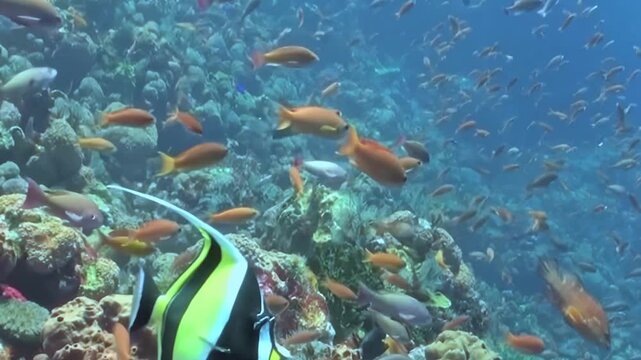 Witness the breathtaking underwater ballet of a bustling coral reef. Diverse fish, including a striking black, white, and neon green Moorish Idol, navigate vibrant corals in the daytime ocean.
