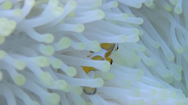 A charming clownfish gracefully weaves through the flowing tentacles of a pristine white anemone. The vibrant fish appears content in its symbiotic refuge.