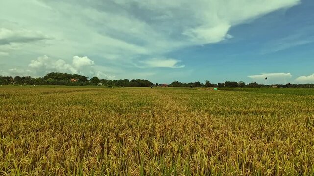 fotage of Golden Rice Field Ready For Paddy Harvest Under Blue Sky