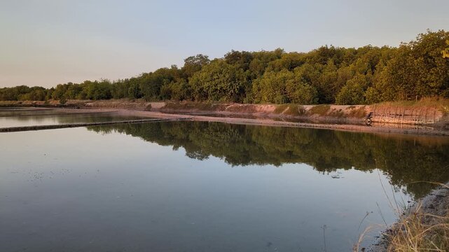 footage of Calm Fish Pond Reflecting Mangrove Forest At Sunset