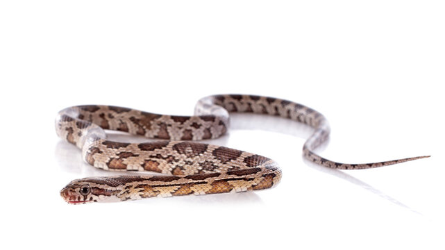 eating European ratsnake