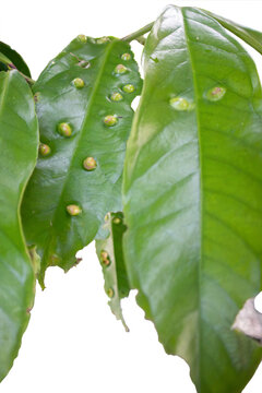 wide green leaves with irregular leaf galls