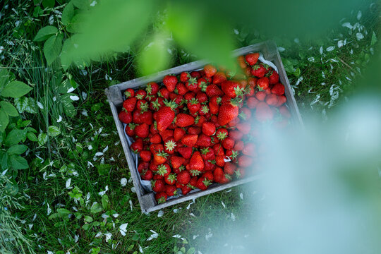 freshly picked red strawberries in a wooden box on green grass seen through leaves