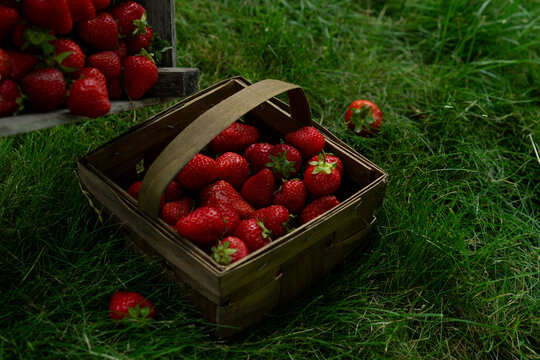 rustic wooden trug basket filled with fresh ripe strawberries on lush green grass