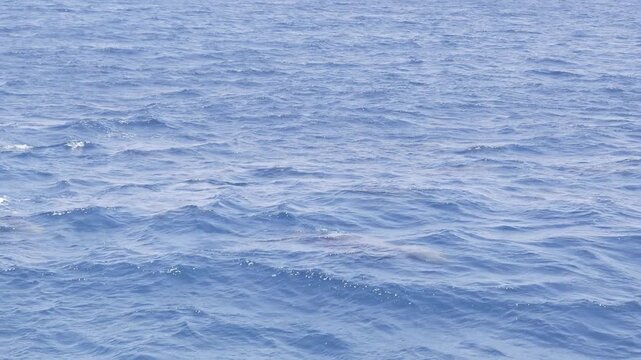 Small group of dolphins following a wave and surfacing to breathe in the blue Red Sea, slow motion, Hurghada Egypt