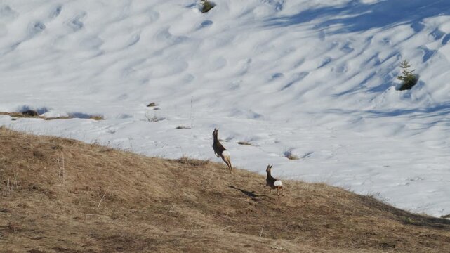 Two deer bounding uphill across melting snow and grass toward the treeline, Rhodope Mountains, Bulgaria, slow motion