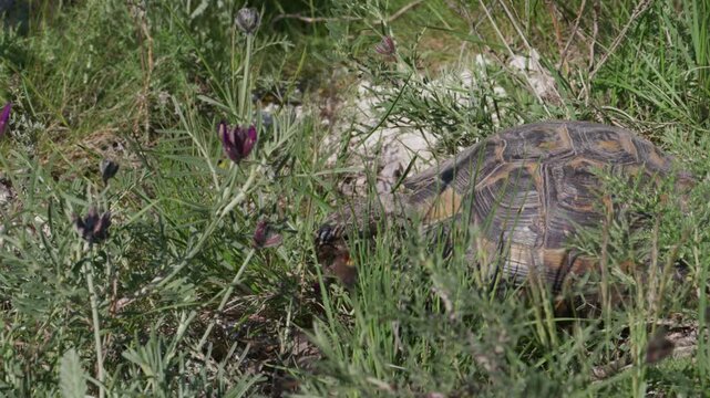 Tortoise foraging on a wildflower bloom in grassland, audible munching, then walking away, Bulgaria