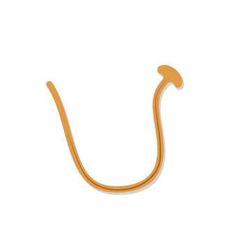Flat Vector Illustration of a Curved Hammerhead Worm Isolated