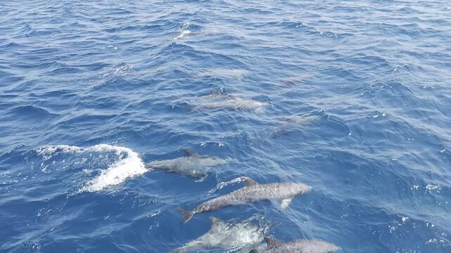 Large pod of dolphins swimming below the surface and riding a wave in the blue Red Sea, slow motion, Hurghada Egypt