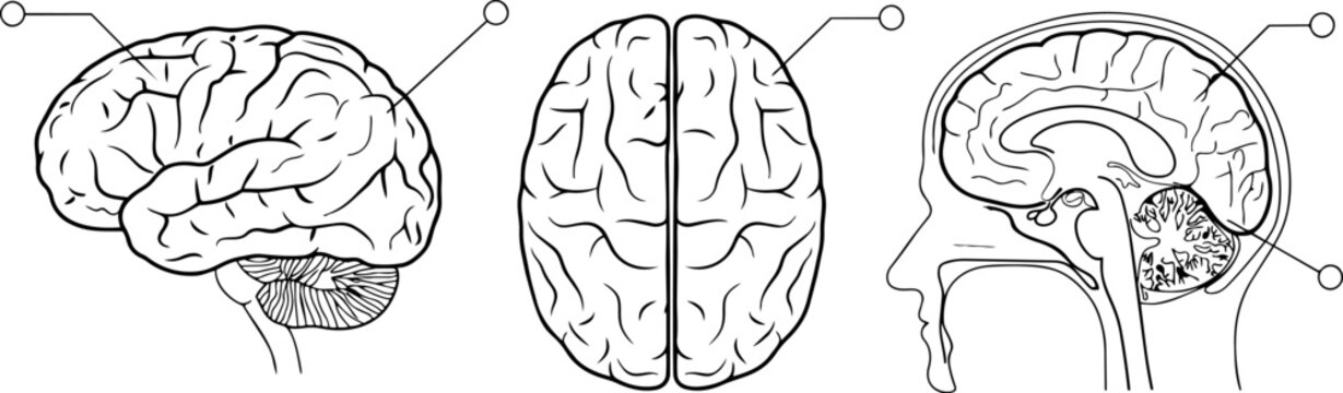 Human brain anatomical diagrams in lateral top and sagittal views with callout lines for medical education