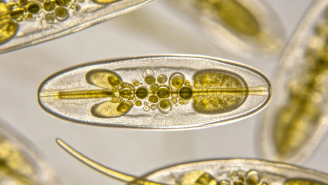 Bright field micrograph of Euglena gracilis flagellate cells, elongated spindle shape, protistology microscopy