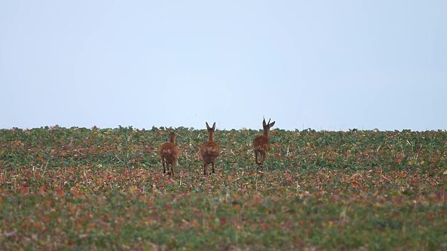 European Roe Deer Group Showing Escape Behavior Across Harvested Field in Summer | 4K Wildlife