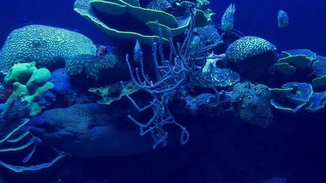 Underwater aquarium view featuring a moray eel, clownfish, Banggai cardinalfish, tube anemones, and various stony corals. The marine ecosystem is illuminated by deep blue water lighting.