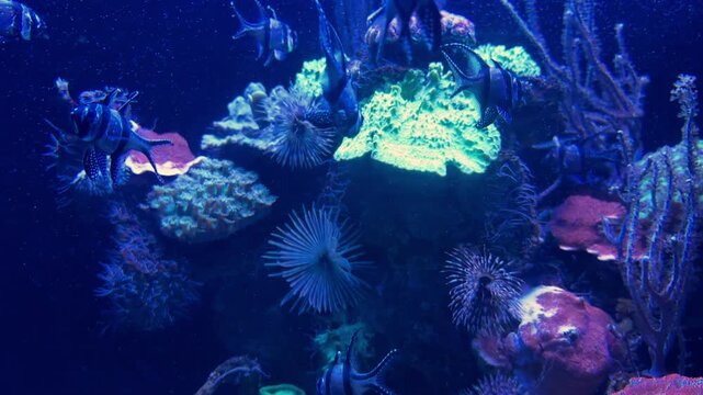 Underwater aquarium view featuring a moray eel, clownfish, Banggai cardinalfish, tube anemones, and various stony corals. The marine ecosystem is illuminated by deep blue water lighting.