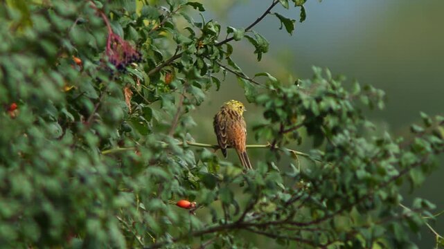 Yellowhammer Foraging at Forest Edge on a Sunny Summer Morning | 4K Wildlife