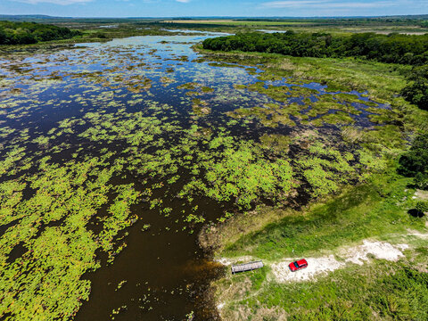 lago natural donde habitan cocodrilos, sapos y mas especies