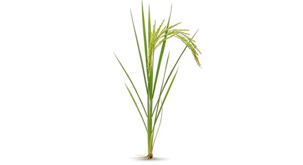 Obraz premium Single Green Plant Stem with Leaves and Roots, Botanical Detail.
