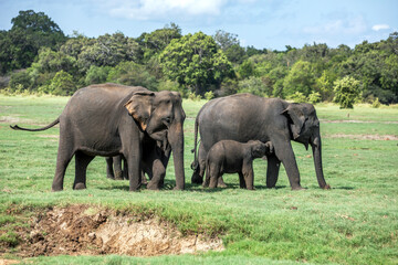 Fototapeta premium HABARANA, SRI LANKA - JUNE 09, 2026 : An elephant calf feeds from its mother on grassland within Minneriya National Park at Habarana in central Sri Lanka.