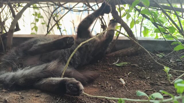 Cute Grey Cat Having Fun Messing Around with Garden Plants