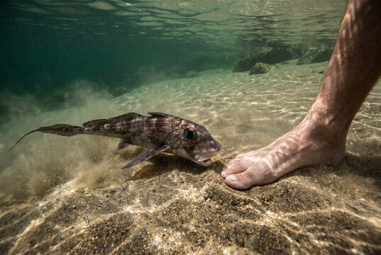A rabbit fish or rat fish (Chimaera monstrosa) in the water near a person's foot