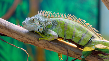 Fototapeta premium Green iguana rests on a tree branch