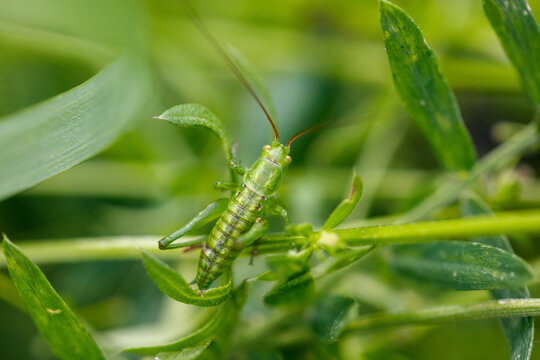 Green grasshopper perches on leafy plant