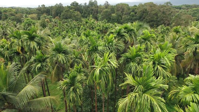 Areca nut plantation, Areca nut tree, Areca palm, betel nut tree