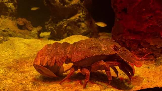 Close-up of a slipper lobster crawling on sand in an underwater setting. The crustacean has an orange and brown exoskeleton and characteristic flat antennae. Dark rocks are visible in the background 