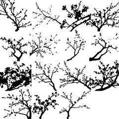 Obraz premium Cherry Blossom Tree In Full Bloom Silhouette