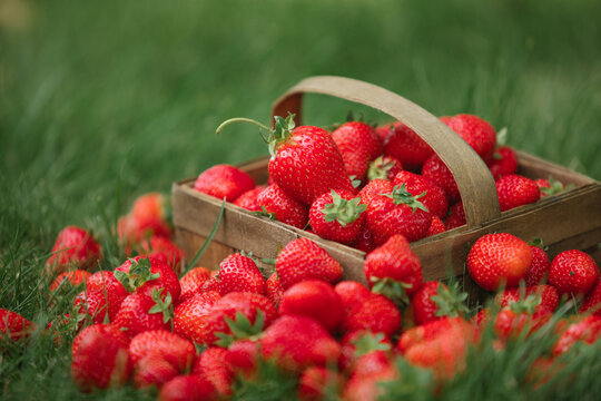 Abundant garden harvest with strawberries scattered on a lawn around a rustic punnet with a handle.